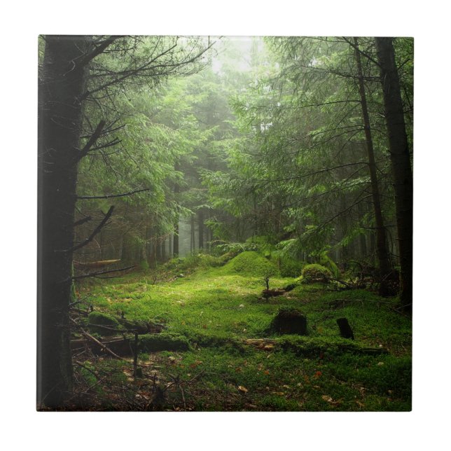 Floresta de Sterious (Frente)