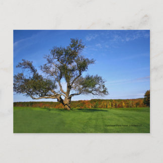 Floresta do estado de Topsmead, cartão de