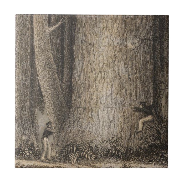 Floresta do pinho, Oregon (Frente)