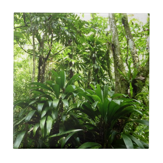 Floresta Dominicana I Natureza Verde Tropical (Frente)