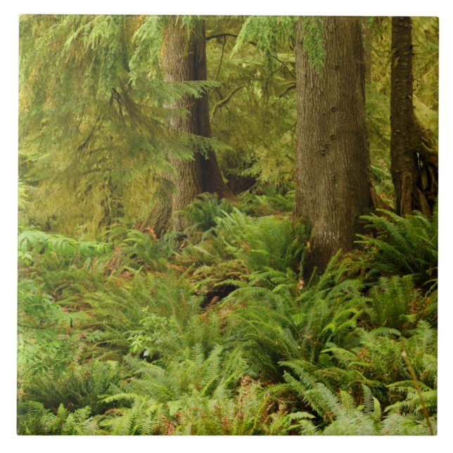 Floresta e Ferns Expurgados | Eco-a State Park, Or (Frente)
