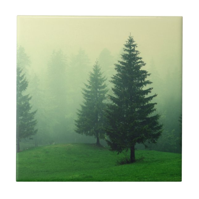 Floresta enevoada do pinho (Frente)