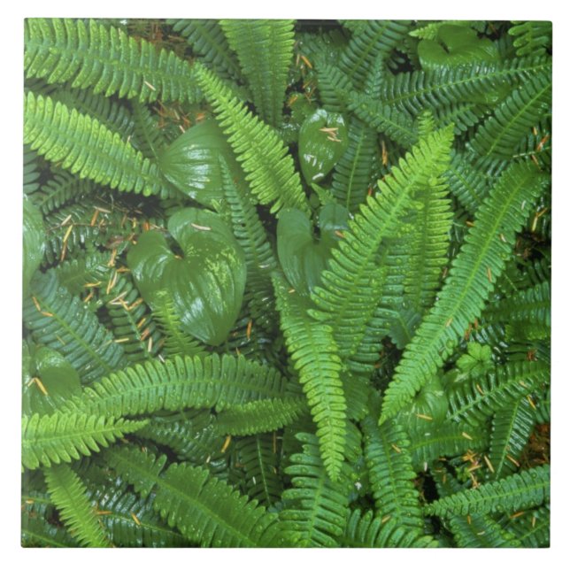 Floresta, Floresta de chuva de Quinault, Olimpiada (Frente)