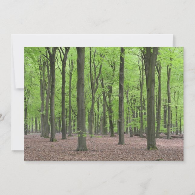 Floresta Holandesa (Frente)