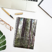 Floresta iluminada por sol com oração da serenidad