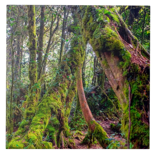 Floresta Musgosa (Frente)