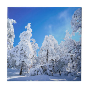 Floresta Nacional Cleveland