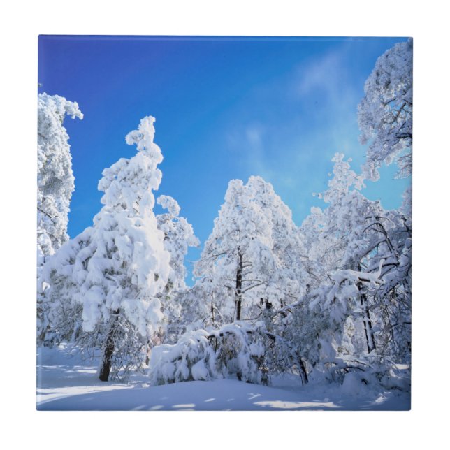 Floresta Nacional Cleveland (Frente)