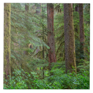 Floresta Nacional Willamette Oregon
