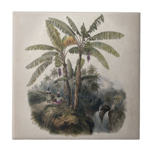 Floresta Tropical Antiquada de Banana Vintage Bo