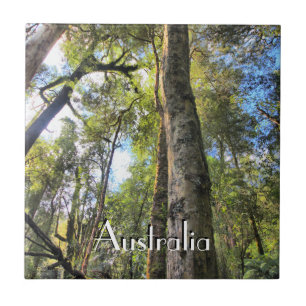 Floresta Tropical Australiana Eucalyptus Gum Trees
