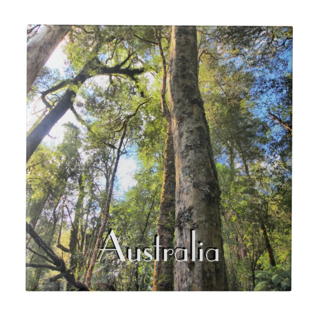 Floresta Tropical Australiana Eucalyptus Gum Trees (Frente)
