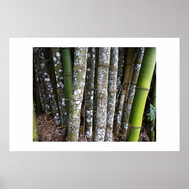 Floresta Tropical Bamboo Na Costa Rica Poster (Frente)