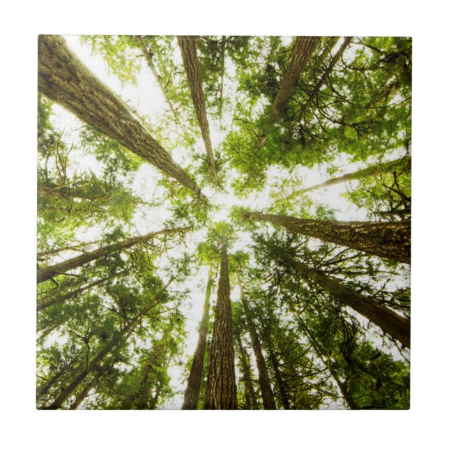 Floresta tropical verde luxúria (Frente)