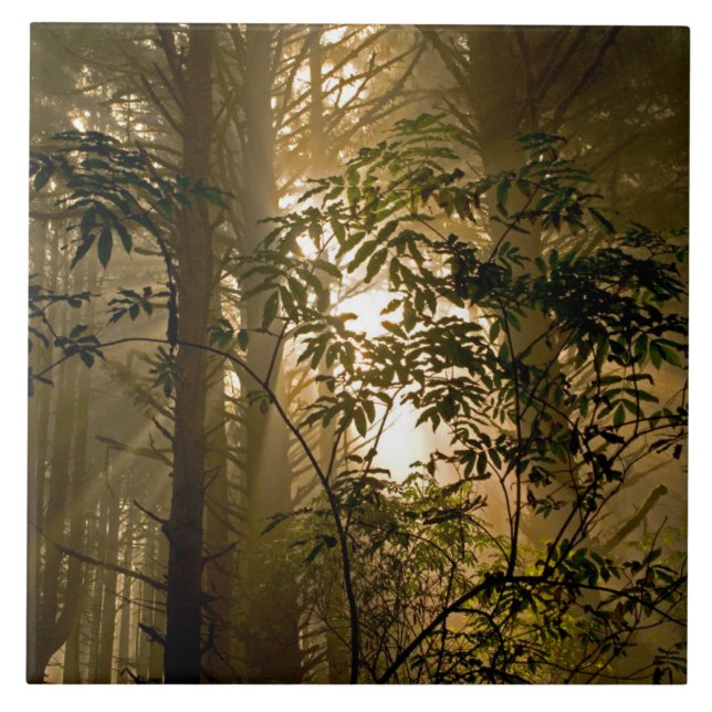 Floresta Verde | Costa do Oregon (Frente)