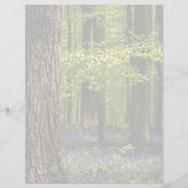 Florestas | Bluebells na Bélgica (Frente)