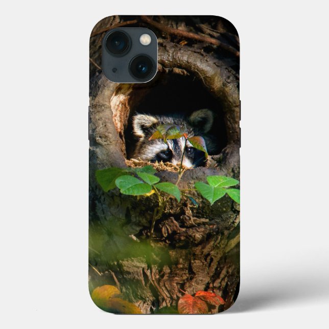 Florestas | Raccoon Peeking (Verso)