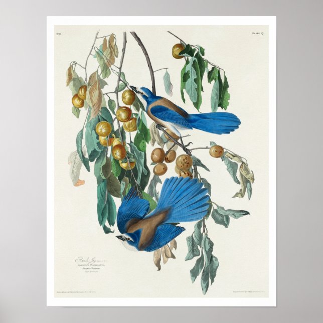Florida Jay por Audubon Poster (Frente)