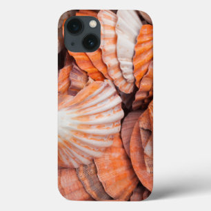 Florida Keys, Key West, conchas