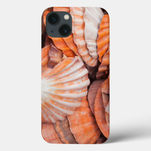 Florida Keys, Key West, conchas