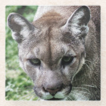 FLORIDA PANTHER - COSTAS BEBIDAS