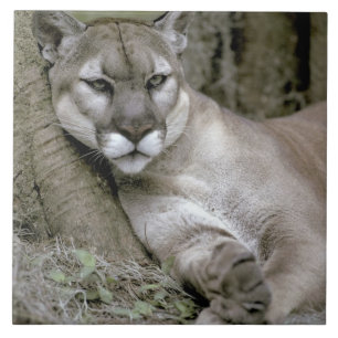 Flórida Panther, Felis concolor coryi,