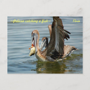 Flórida Pelican catando um cartão postal de peixe