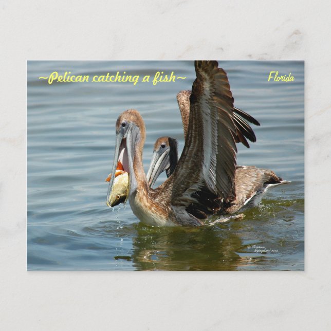 Flórida Pelican catando um cartão postal de peixe (Frente)