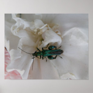 Flower Beetle Impressão