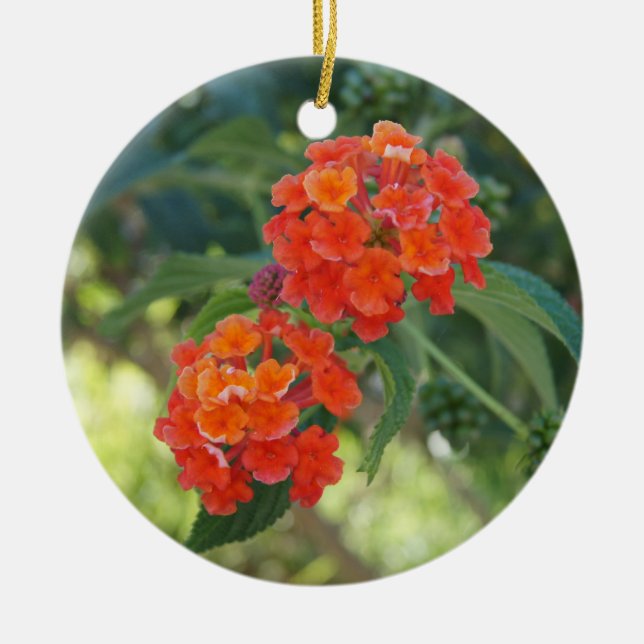 Flower power & ornamento da natureza - Lantana (Frente)