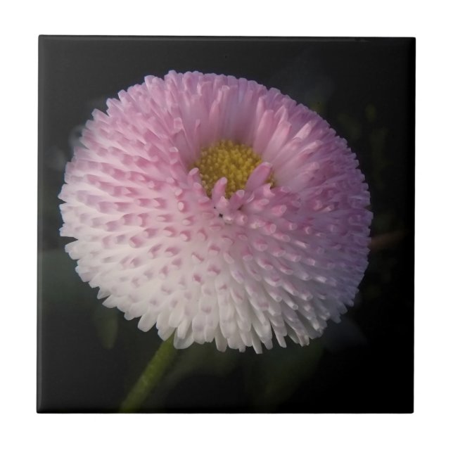 flowers on black - rosa Bellis (Frente)