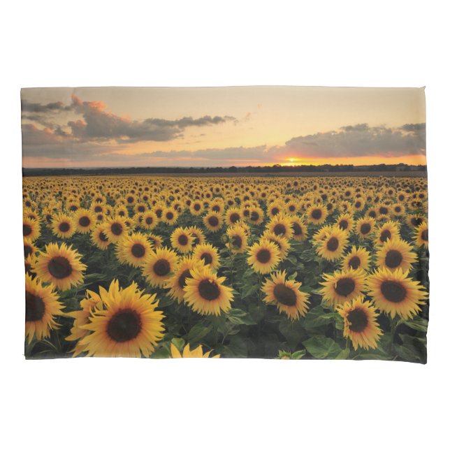 Flowers | Sunflower Field (Frente)