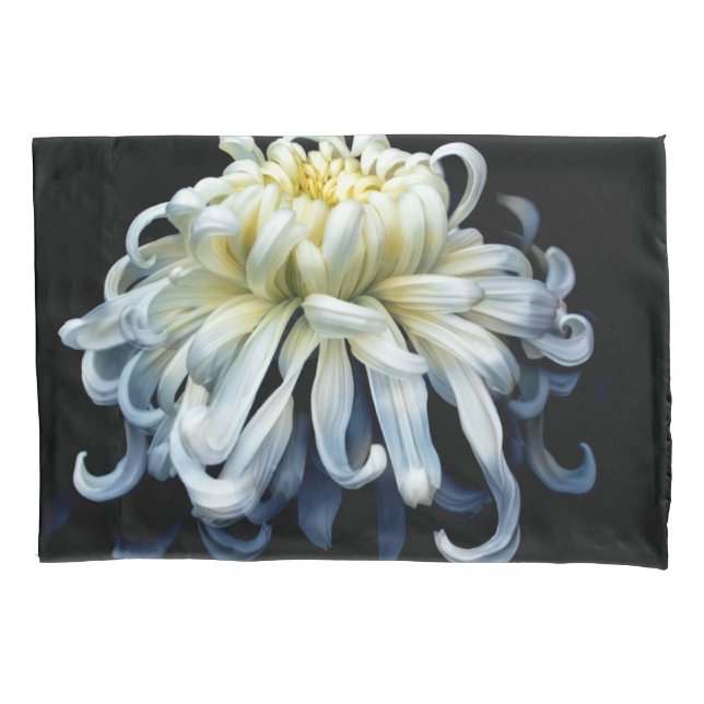 Flowers | White Chrysanthemum (Frente)