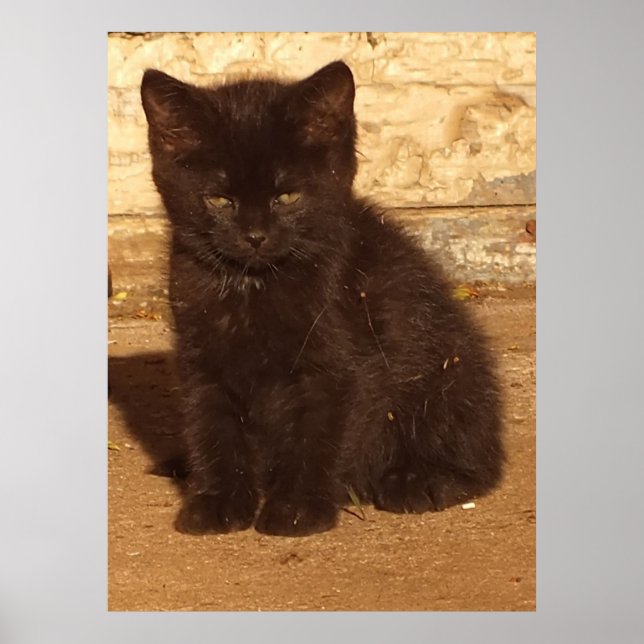 Fluffy Black Kitten Poster (Frente)