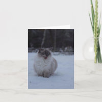 Fluffy Ragdoll Cat no Cartão de Saudação da Neve
