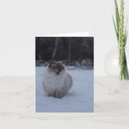 Fluffy Ragdoll Cat no Cartão de Saudação da Neve
