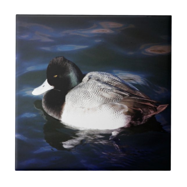 Flutuação com luz do sol (Frente)