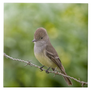 Flycatcher