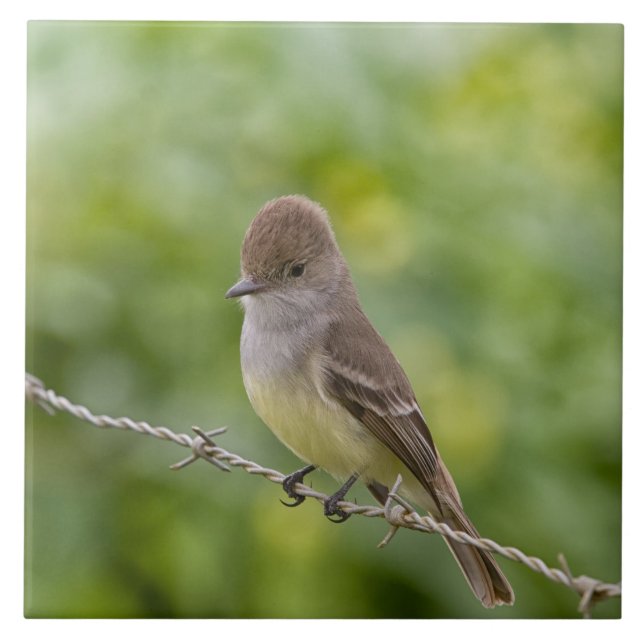 Flycatcher (Frente)