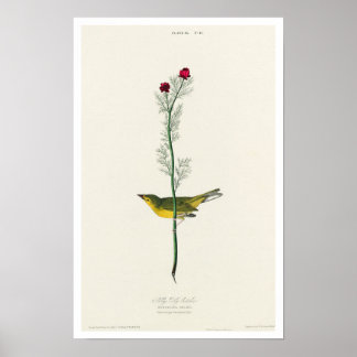 Flycatcher de Selby por Poster de Audubon