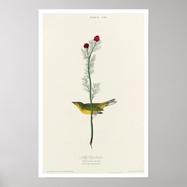 Flycatcher de Selby por Poster de Audubon (Frente)