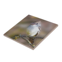 Flycatcher-Espinheira-Cinza-Trocada na Ramificação