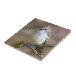 Flycatcher-Espinheira-Cinza-Trocada na Ramificação