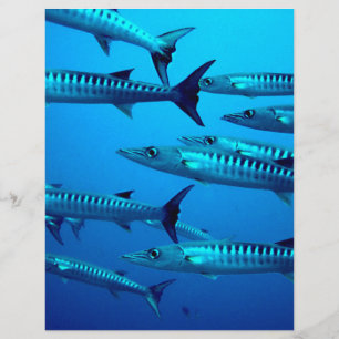 Flyer barracuda mergulho mar profundo água oceano tropic