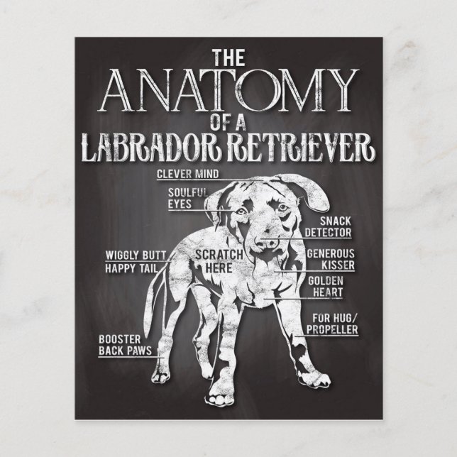 Flyer Best Gift The Anatomy Of A Labrador Retriever (Frente)