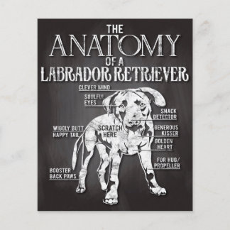 Flyer Best Gift The Anatomy Of A Labrador Retriever