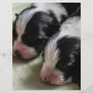 Flyer Borda Collie Recém-Nascidos