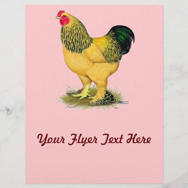 Flyer Brahma: Buff Rooster (Frente)