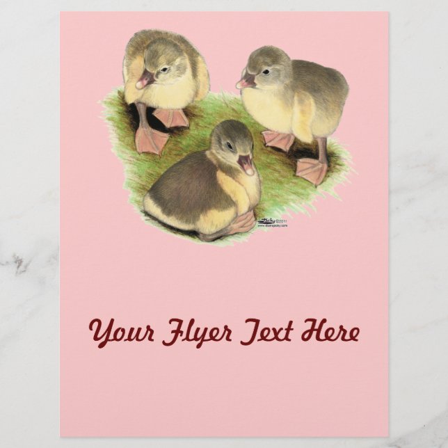 Flyer Buff Pomeranian Goslings (Frente)
