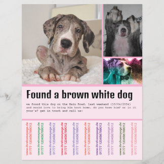 Flyer Cachorro Encontrado
